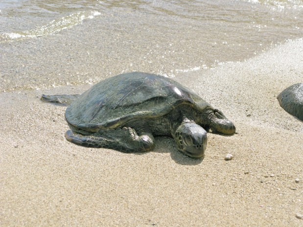 green sea turtle