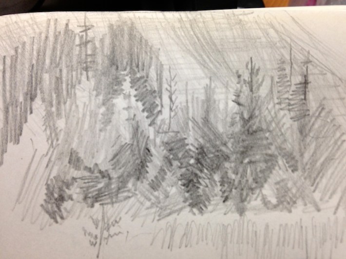 abstract spruce forest