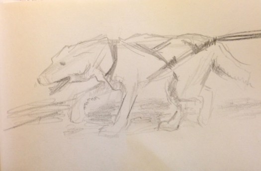 sled dog in training