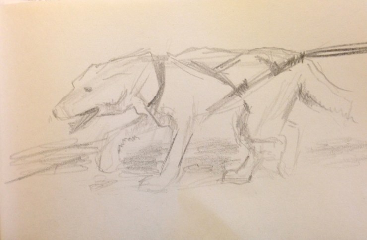 sled dog in training