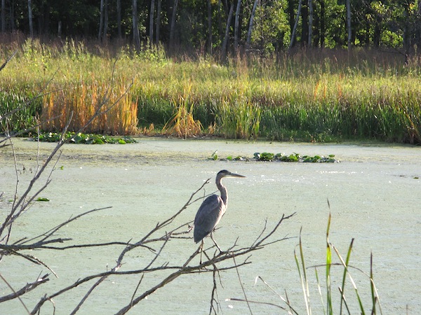 Great Blue Heron, photo reference