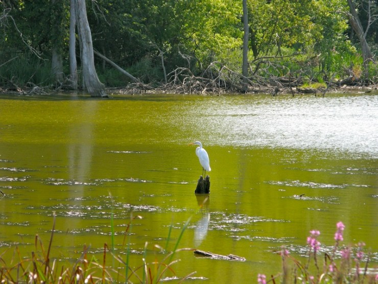 Great White Heron (?) -- Middlefork Savanna Nature Preserve north of Chicago